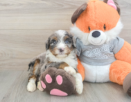 5 week old Mini Bernedoodle Puppy For Sale - Premier Pups