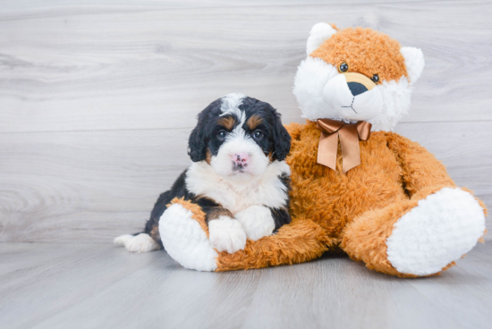 Popular Mini Bernedoodle Poodle Mix Pup