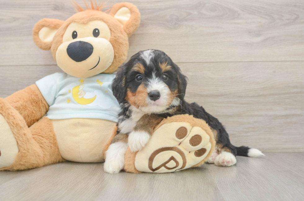 5 week old Mini Bernedoodle Puppy For Sale - Premier Pups