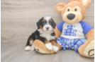 Mini Bernedoodle Pup Being Cute