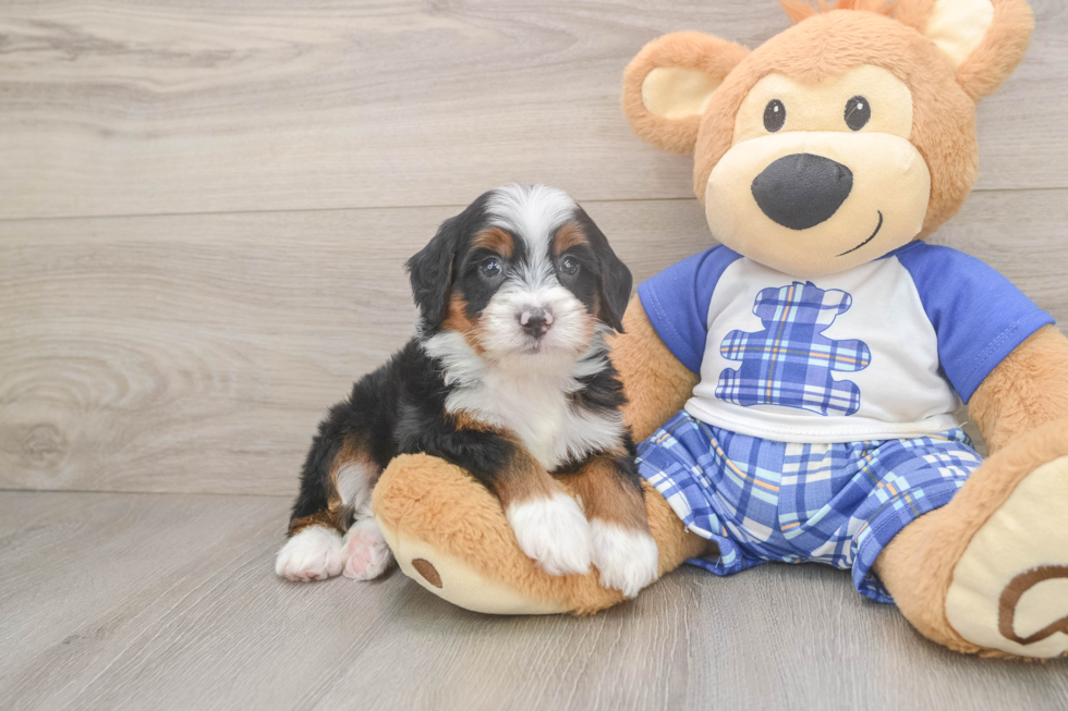 Mini Bernedoodle Pup Being Cute