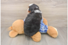 Funny Mini Bernedoodle Poodle Mix Pup