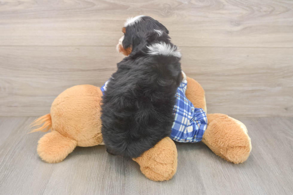 Funny Mini Bernedoodle Poodle Mix Pup