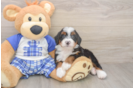 Popular Mini Bernedoodle Poodle Mix Pup