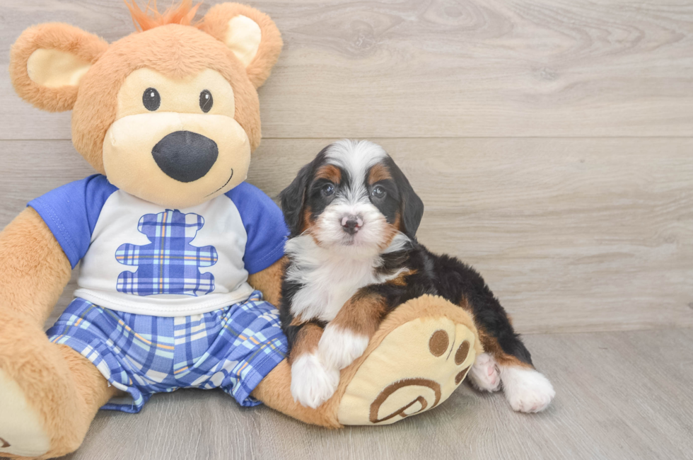 5 week old Mini Bernedoodle Puppy For Sale - Premier Pups
