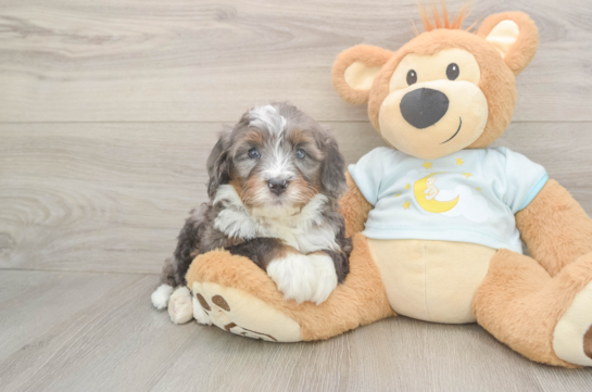 Playful Bernadoodle Poodle Mix Puppy