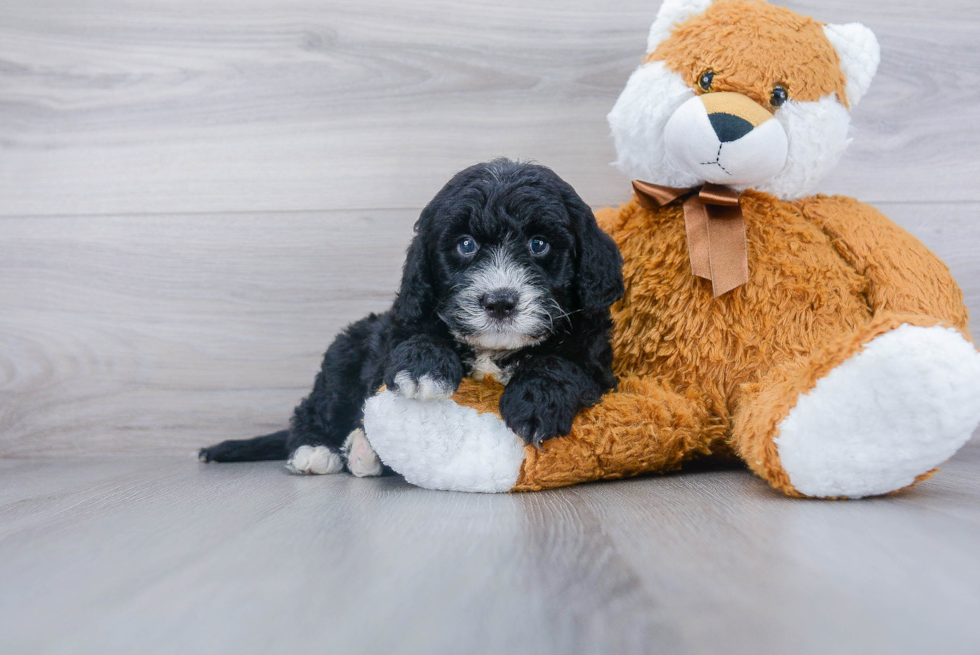 Best Mini Bernedoodle Baby