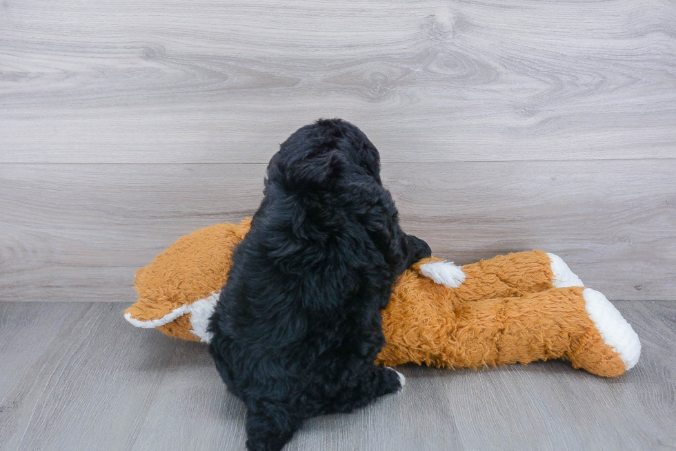 Mini Bernedoodle Puppy for Adoption