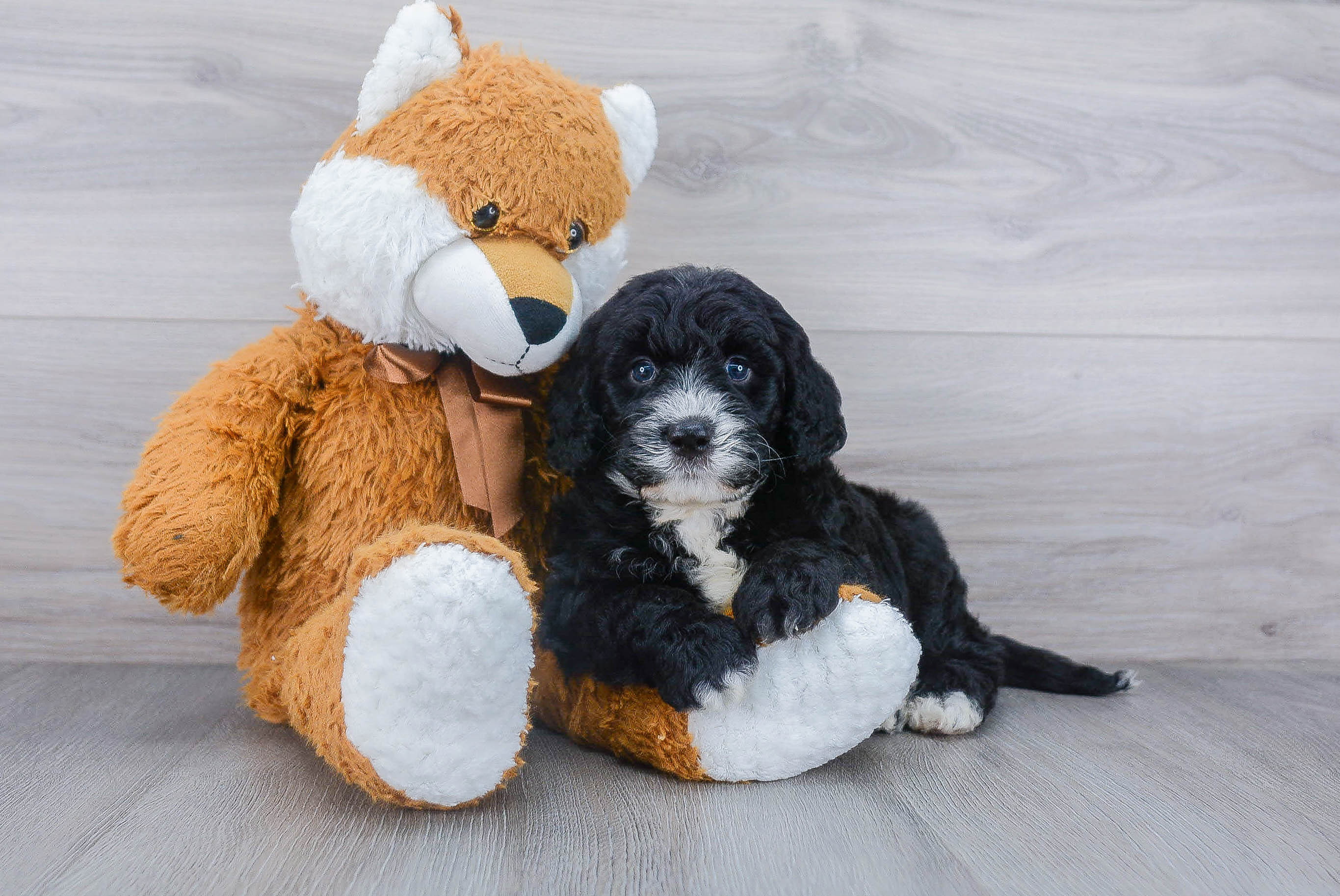 Mini Bernedoodle Puppy for Adoption