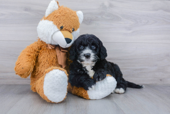 Mini Bernedoodle Puppy for Adoption