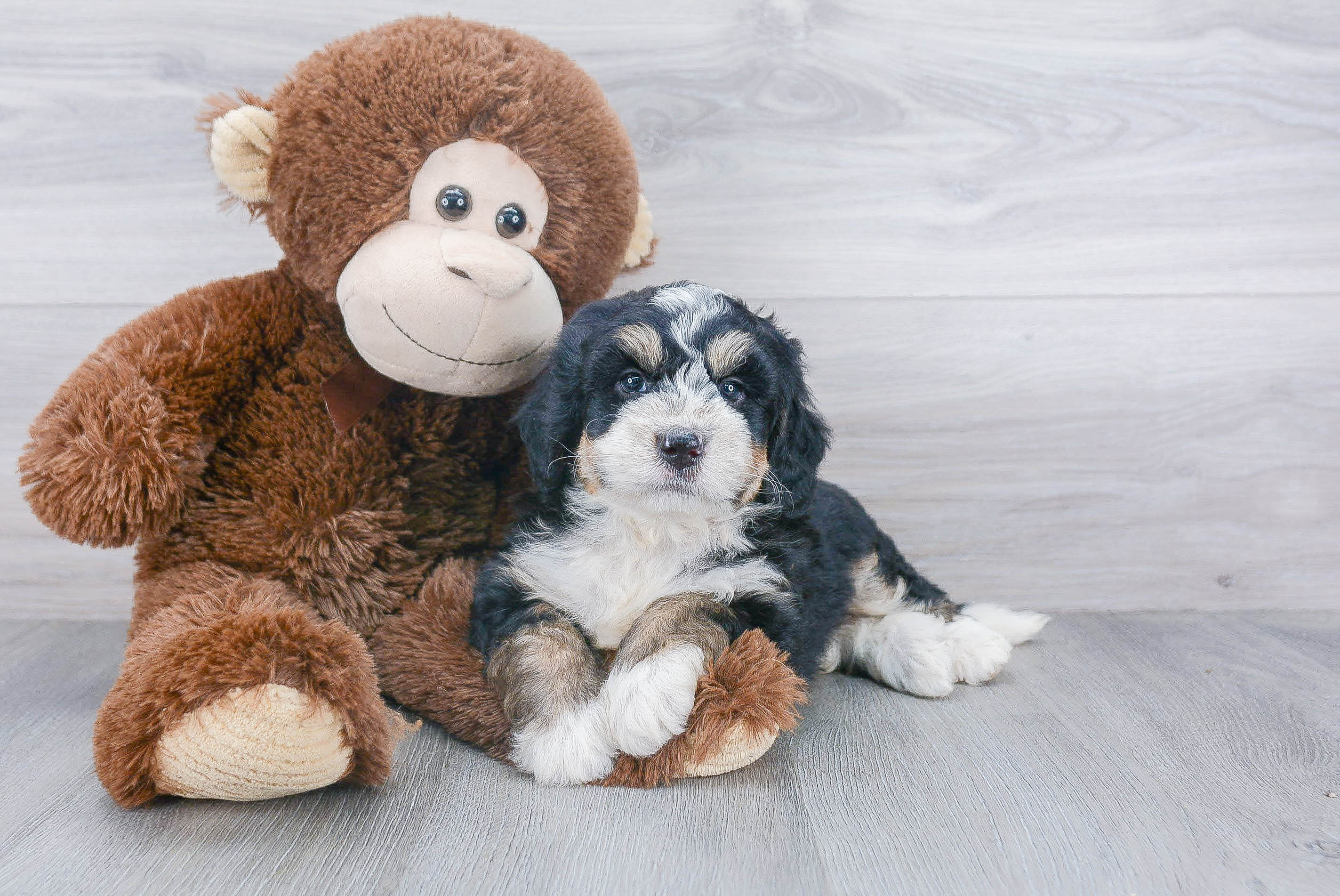 Funny Mini Bernedoodle Poodle Mix Pup