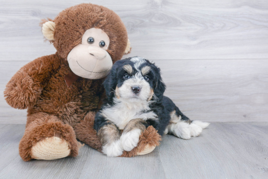 Funny Mini Bernedoodle Poodle Mix Pup