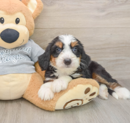6 week old Mini Bernedoodle Puppy For Sale - Premier Pups