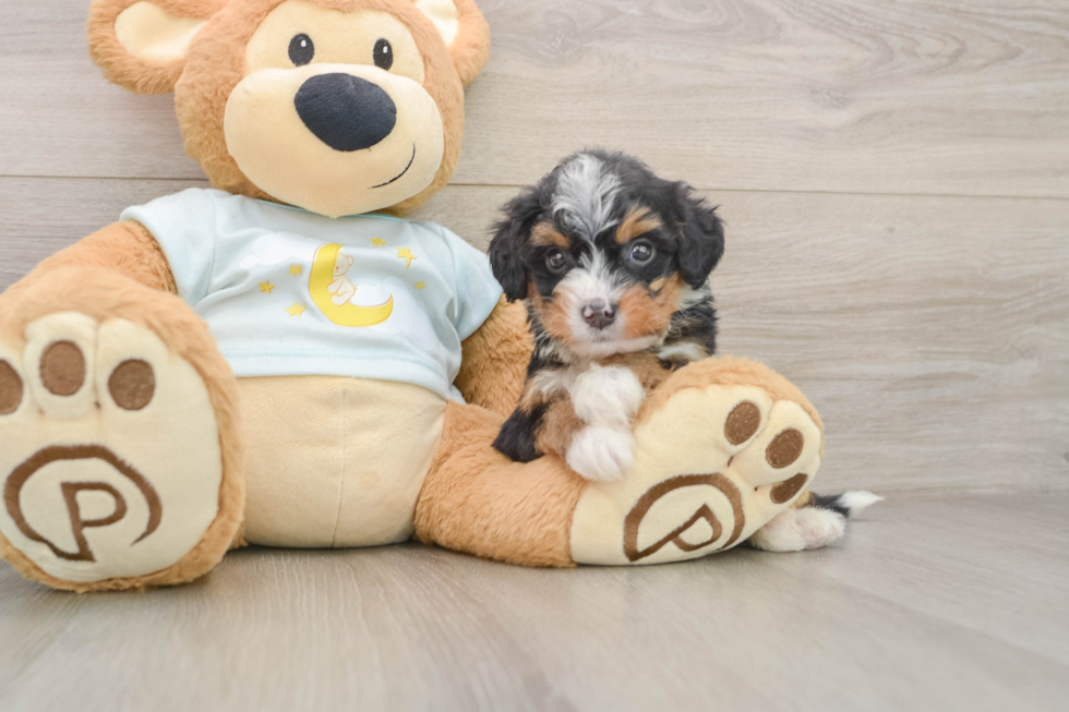 Energetic Mini Bernese Poodle Poodle Mix Puppy