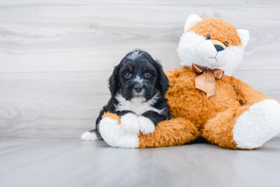 Best Mini Bernedoodle Baby