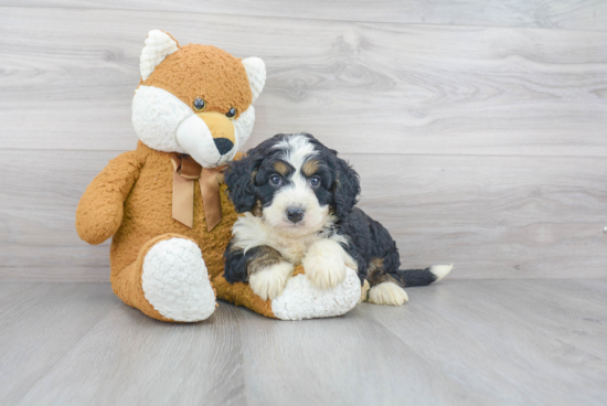 Small Mini Bernedoodle Baby