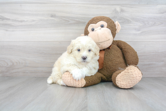 Small Mini Bernedoodle Baby