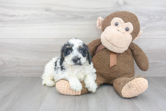 Petite Mini Bernedoodle Poodle Mix Pup