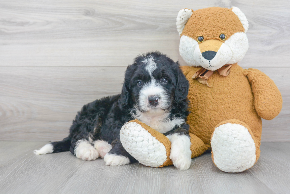 Small Mini Bernedoodle Baby