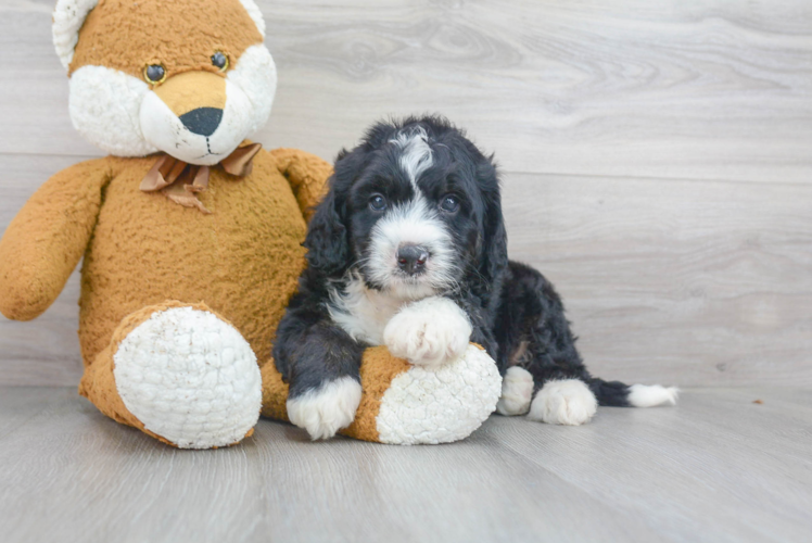 Best Mini Bernedoodle Baby