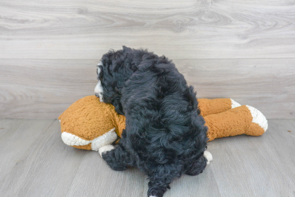 Mini Bernedoodle Pup Being Cute