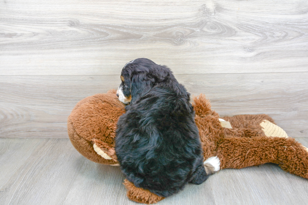 Small Mini Bernedoodle Baby