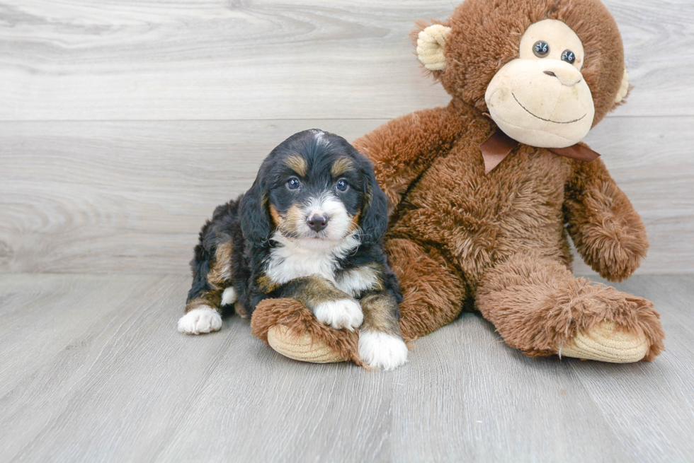 Best Mini Bernedoodle Baby