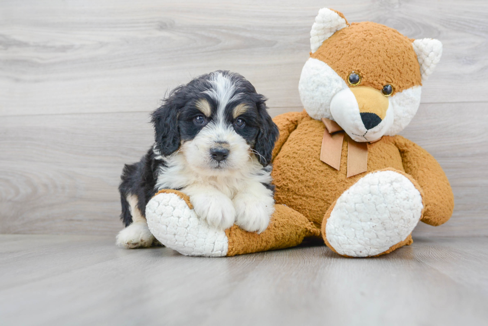 Best Mini Bernedoodle Baby