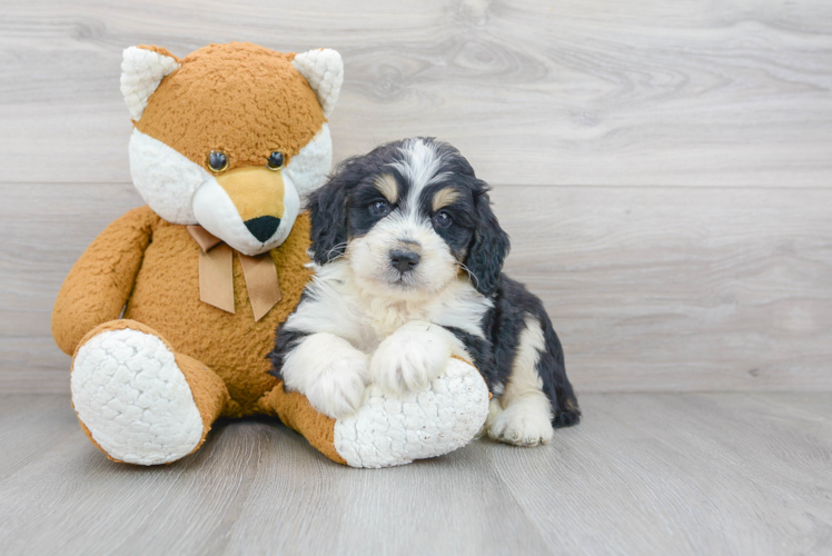 Funny Mini Bernedoodle Poodle Mix Pup