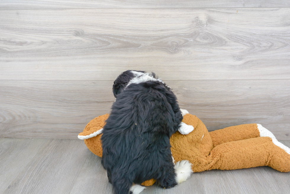 Mini Bernedoodle Pup Being Cute