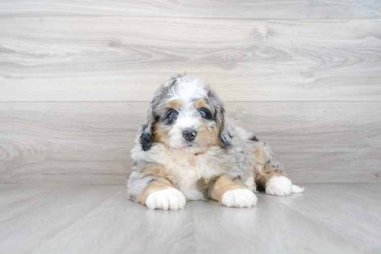 Funny Mini Bernedoodle Poodle Mix Pup