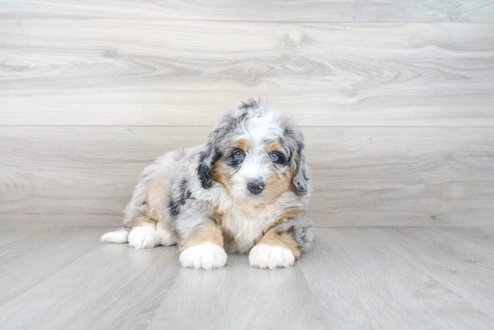 Small Mini Bernedoodle Baby