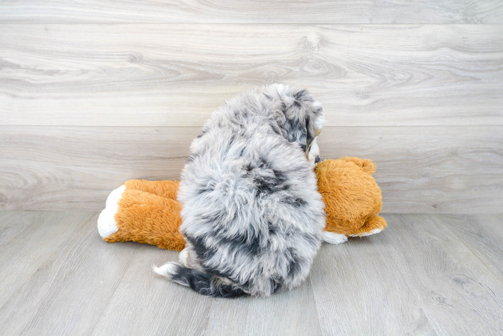 Cute Mini Bernedoodle Baby