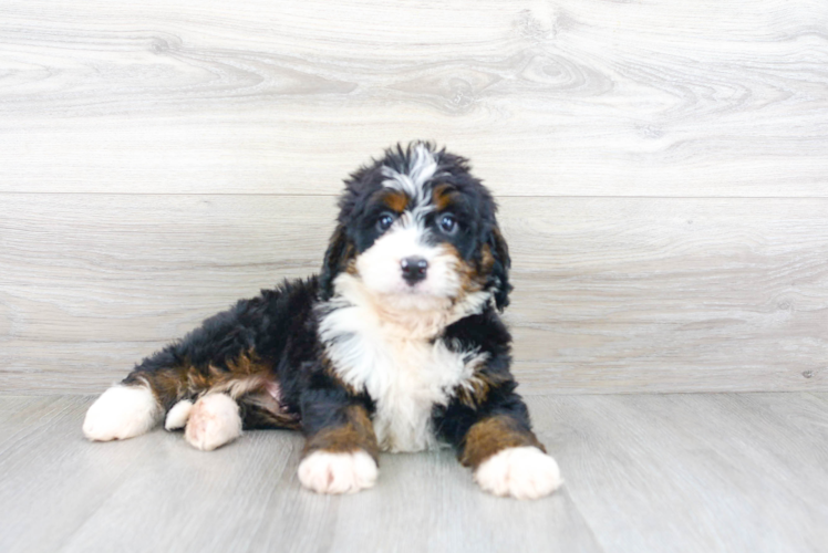 Small Mini Bernedoodle Baby