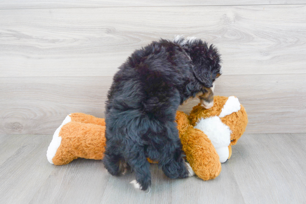 Funny Mini Bernedoodle Poodle Mix Pup