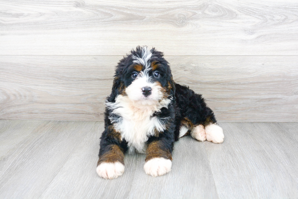 Happy Mini Bernedoodle Baby