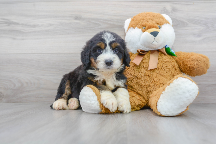 Best Mini Bernedoodle Baby