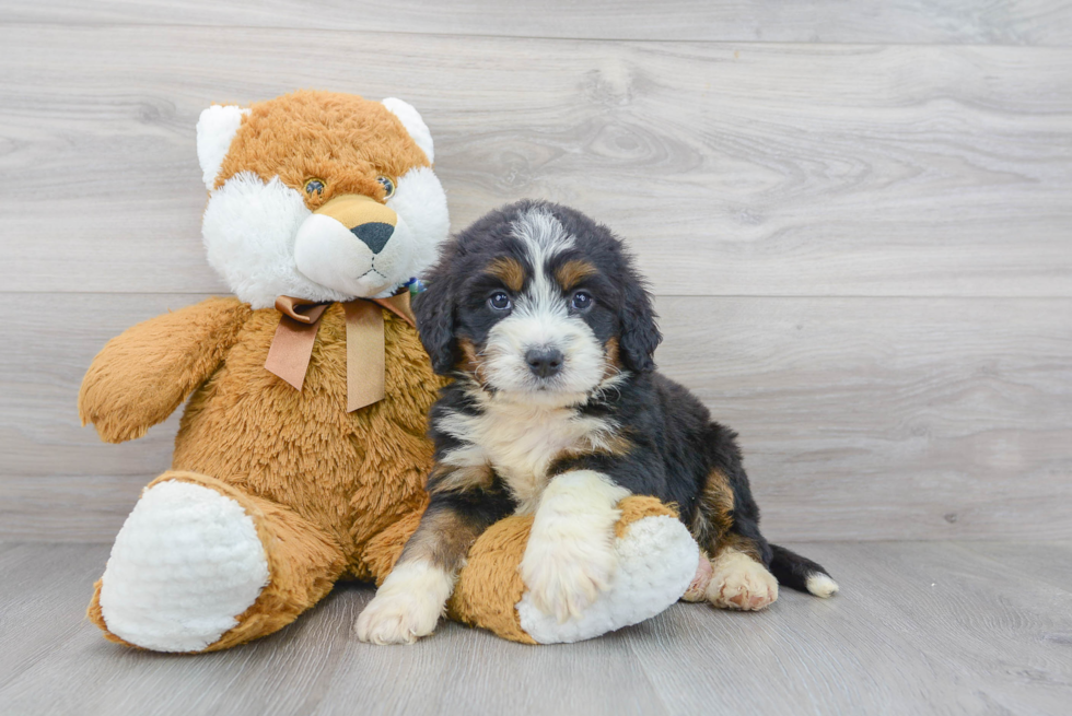 Popular Mini Bernedoodle Poodle Mix Pup