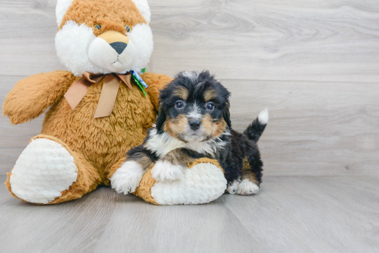 Best Mini Bernedoodle Baby