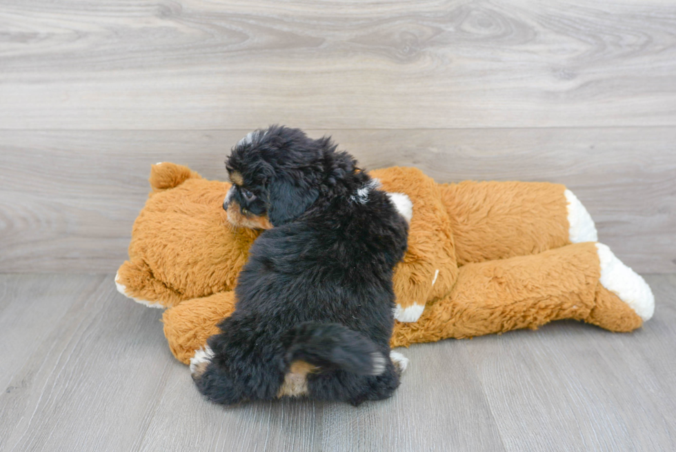 Friendly Mini Bernedoodle Baby