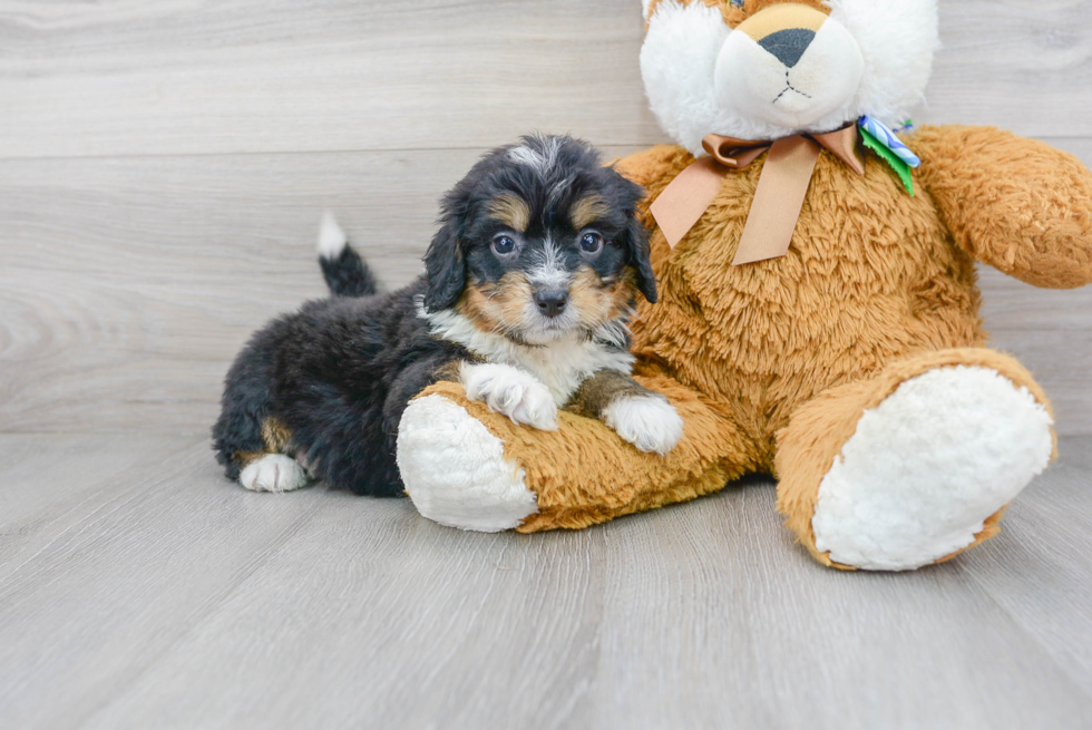 Hypoallergenic Mini Berniedoodle Poodle Mix Puppy