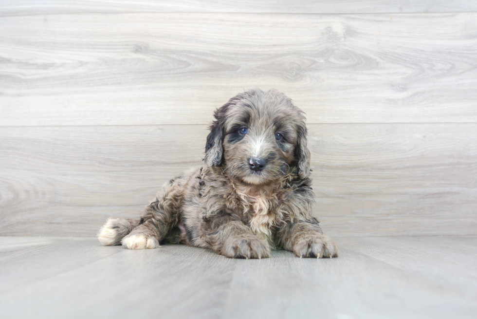 Mini Bernedoodle Pup Being Cute