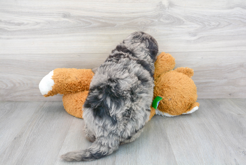 Mini Bernedoodle Puppy for Adoption