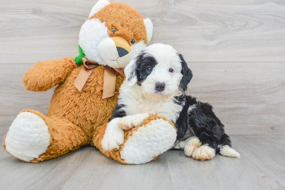 Mini Bernedoodle Pup Being Cute