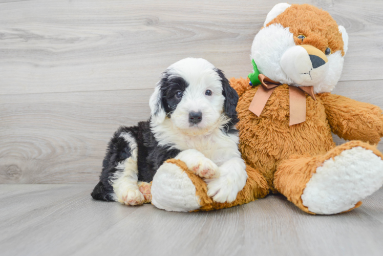 Mini Bernedoodle Pup Being Cute