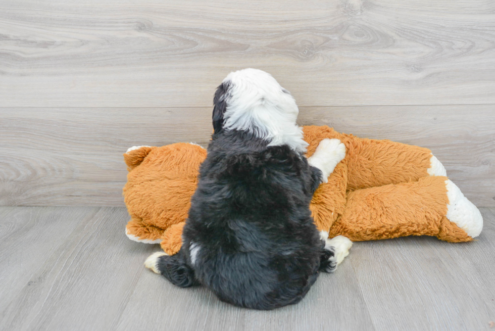 Mini Bernedoodle Pup Being Cute