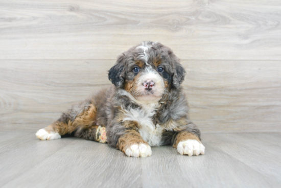 Best Mini Bernedoodle Baby