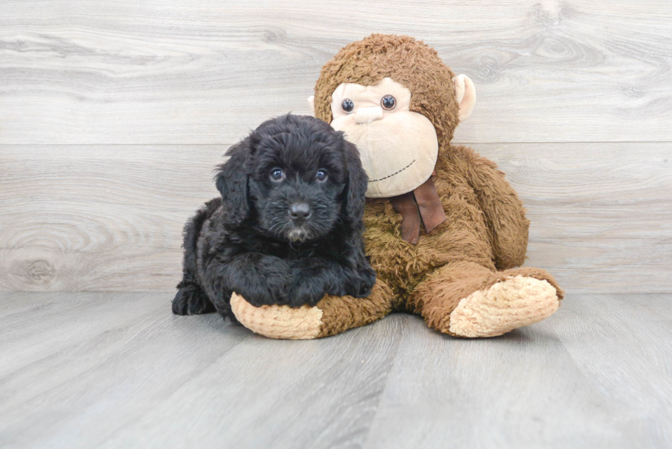 Best Mini Bernedoodle Baby