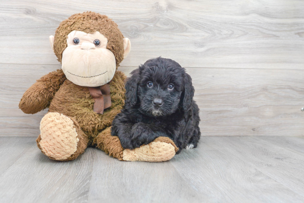 Mini Bernedoodle Puppy for Adoption