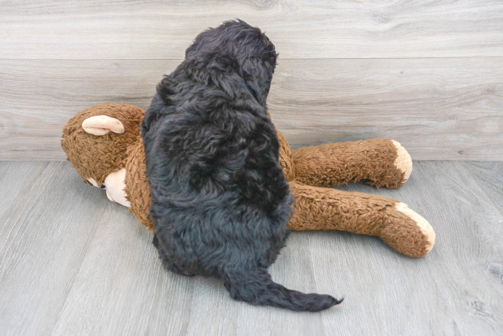 Mini Bernedoodle Pup Being Cute